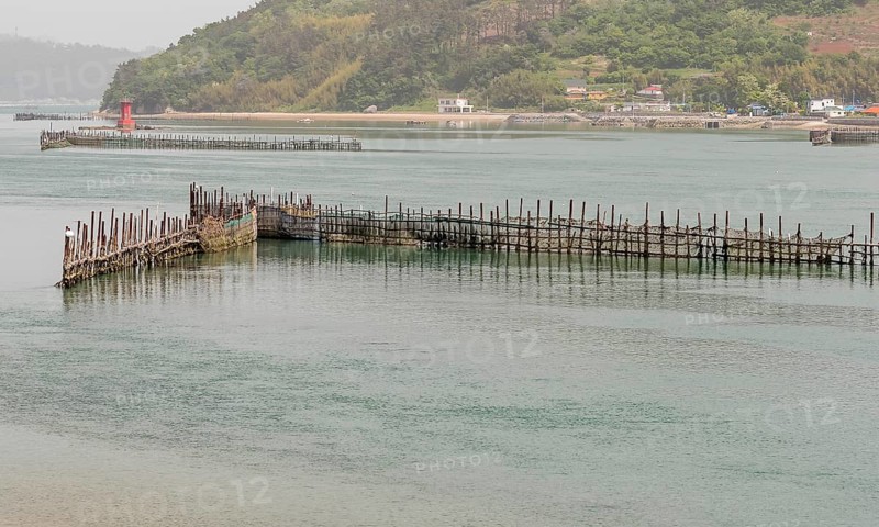 V-shaped bamboo trap set up in a fan shape used to catch fish in Namhae, South Korea, Asia