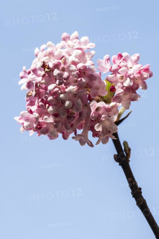 Bodnant snowball (Viburnum bodnantense Dawn), flower, Speyer, Rhineland-Palatinate, Germany, Europe