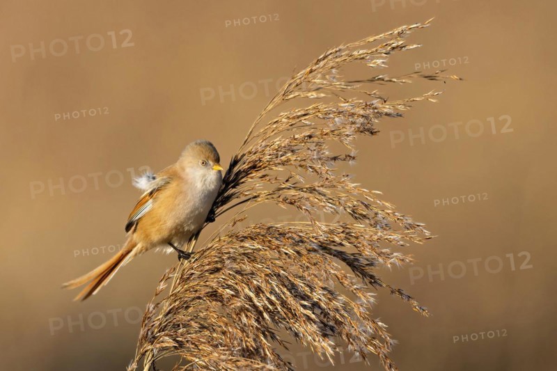 Bird holding fluff in its beak while perched on a reed, Bearded tit, Panarus Biarmicus
