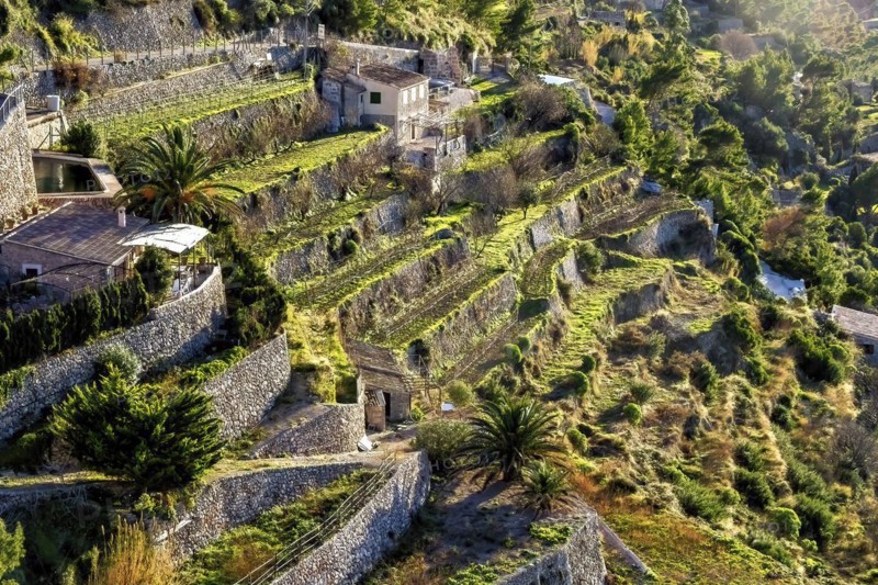 Sun-kissed terraced fields with stone walls on a steep Mediterranean hillside, Hiking tour from Estellences to Banyalbufar, Mallorca