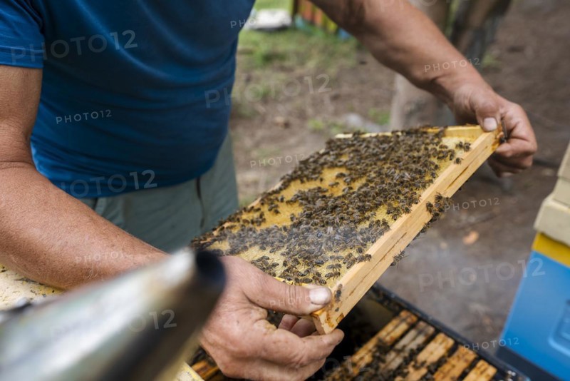 Fantastic beehive producing honey, nature, man and bee, sweet honey, honeycomb, nectar, beekeeping, Poland, Europe