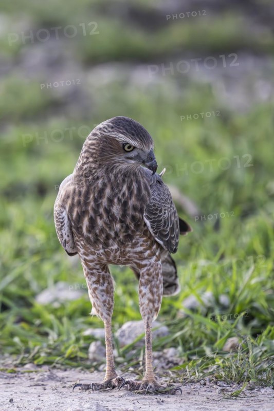 Silver Singing Goshawk, also known as pale chanting goshawk (Melierax canorus) juvenile, Madikwe Game Reserve, North West Province, South Africa, RSA, Africa