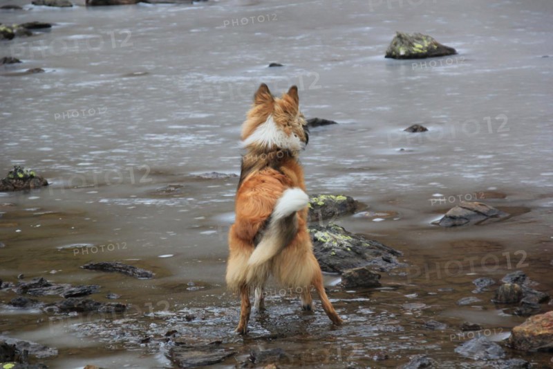 A dog stands attentively by a river in a natural, muddy setting, Amazing Dogs in the Nature