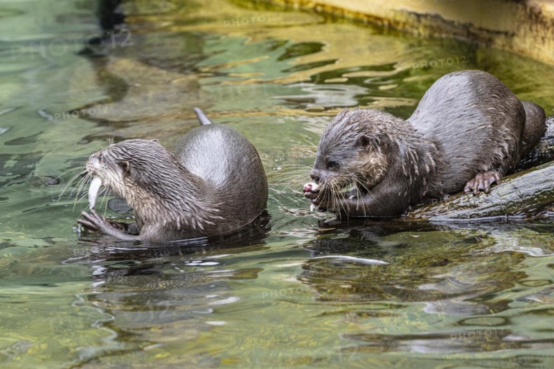 Dwarf otter, Asian oriental small-clawed otter (Aonyx cinerea), Heidelberg Zoo, Baden-Wuerttemberg, Germany, Europe