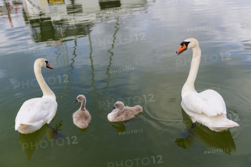 Swan (Cygnus Albus), family, couple, children, offspring, togetherness, bird, swimming bird, animal family, animal, water bird, peaceful, nature, lake, freshwater, water, feathers, wildlife, white, love, friendship, teamwork, together, Masuria, Poland, Europe