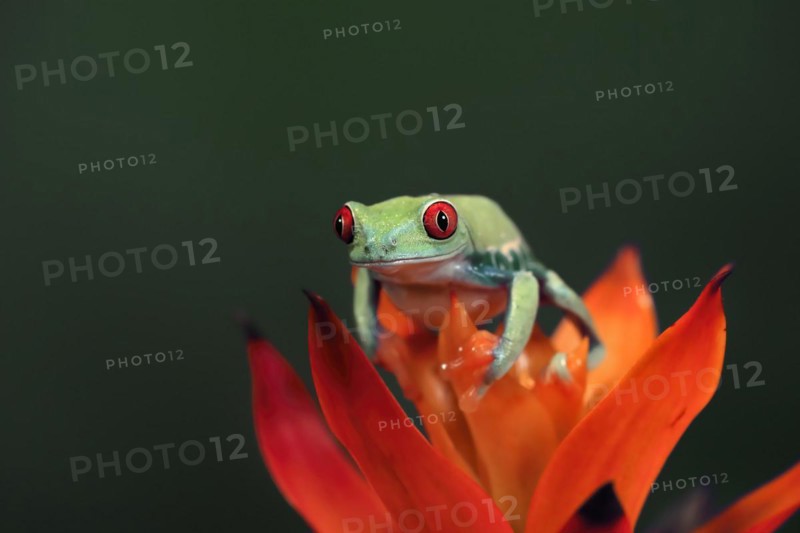 Red-eyed tree frog (Agalychnis callidryas), adult, on bromeliad, captive, Central America
