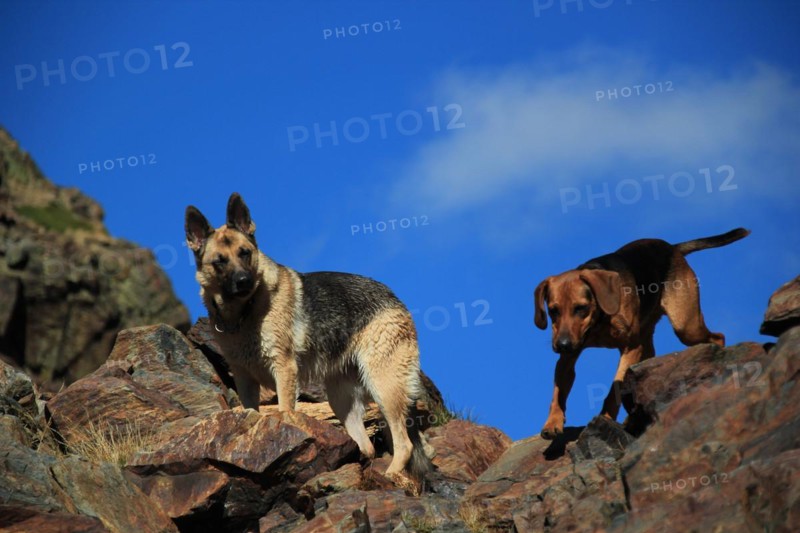 Two dogs, a German Shepherd and a brown dog, climbing rocky terrain, Amazing Dogs in the Nature