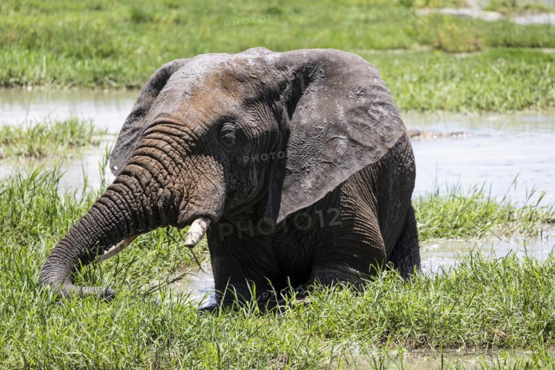 African elephant (Loxodonta africana), Madikwe Game Reserve, North West Province, South Africa, RSA, Africa