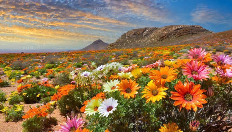 KI generated, The desert in Namaqualand blooms in August and September each year, Namibia, Africa