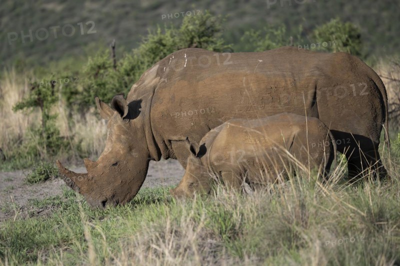 White rhinoceros (Ceratotherium simum) cow with baby, Madikwe Game Reserve, North West Province, South Africa, RSA, Africa