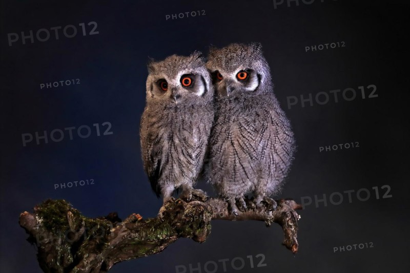 Southern white-faced owl (Ptilopsis granti), juvenile, two juveniles, siblings, at night, on guard, captive