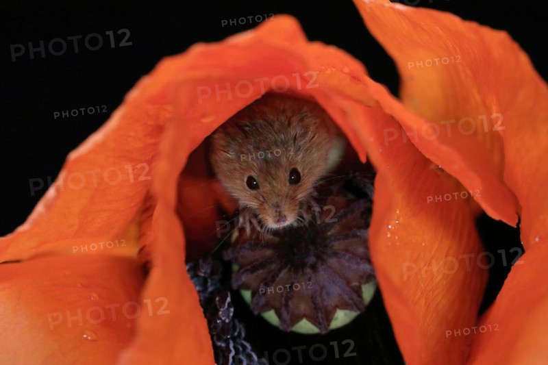 Common harvest mouse, (Micromys minutus), adult, on corn poppy, flower, foraging, at night, Scotland, Great Britain