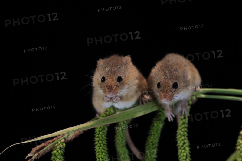 Eurasian harvest mouse (Micromys minutus), adult, two, pair, on plant stalks, spikes, foraging, at night, Scotland, Great Britain