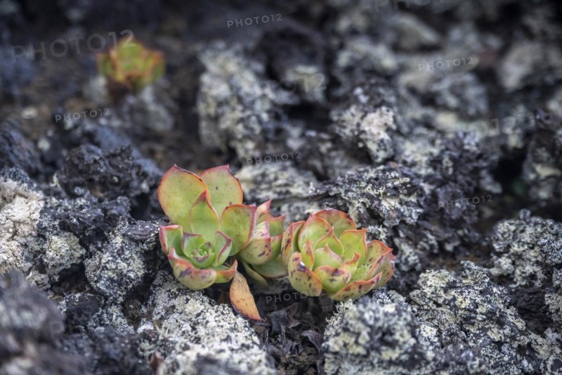 Aeonium, succulent, in lava rock, Lanzarote, Canary Islands, Spain, Europe