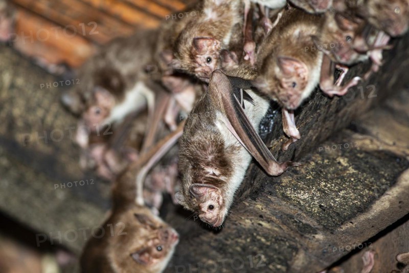 Common vampire bat (Desmodus rotundus) Pantanal Brazil