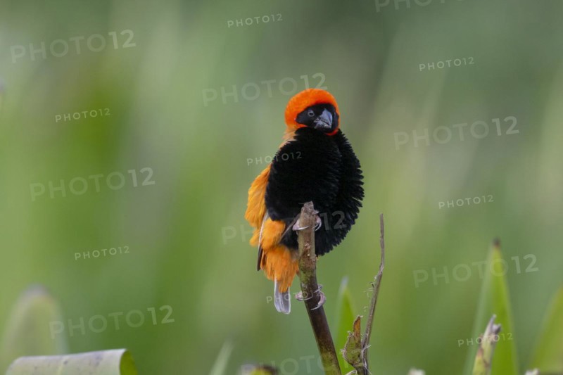 Southern red bishop (Euplectes orix), Irene, Gauteng, South Africa, Africa