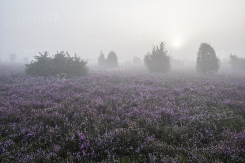 Heath landscape, flowering common heather (Calluna vulgaris), sunrise, morning fog, Lueneburg Heath, Lower Saxony, Germany, Europe