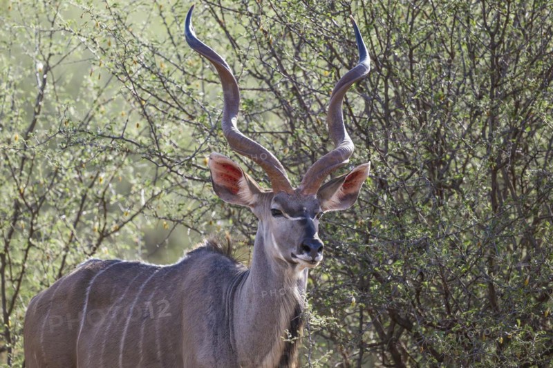 Kudu (Tragelaphus strepsiceros), Madikwe Game Reserve, North West Province, South Africa, RSA, Africa