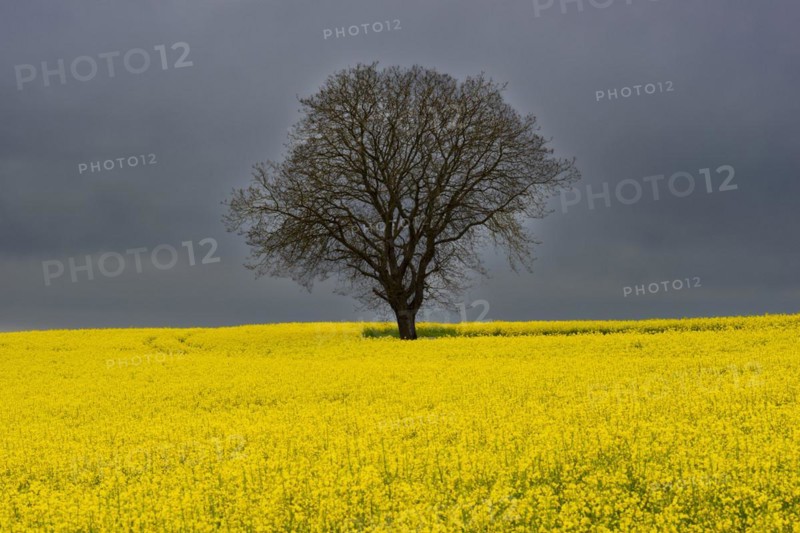 Old English oak (Quercus robur), on the Hoedinger Berg, Hoedingen, Lake Constance district, Upper Swabia, Baden-Wuerttemberg, Germany, Europe