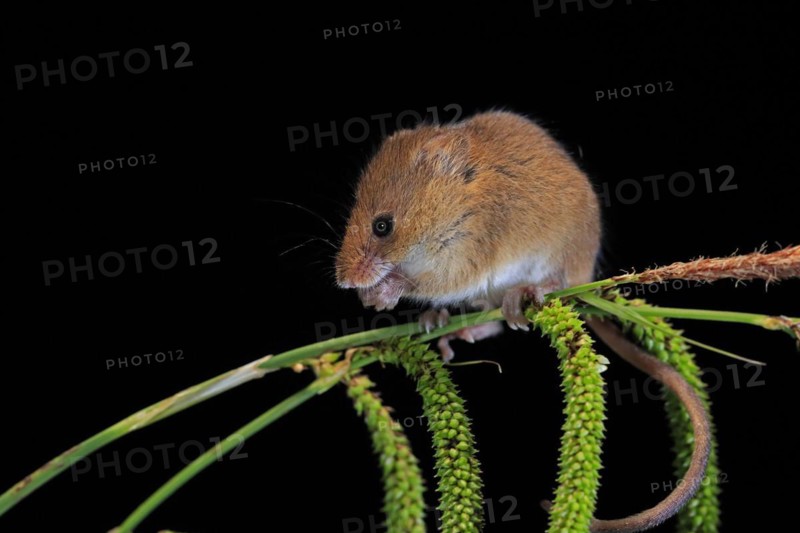 Eurasian harvest mouse (Micromys minutus), adult, on plant stalks, ears of corn, foraging, at night, Scotland, Great Britain