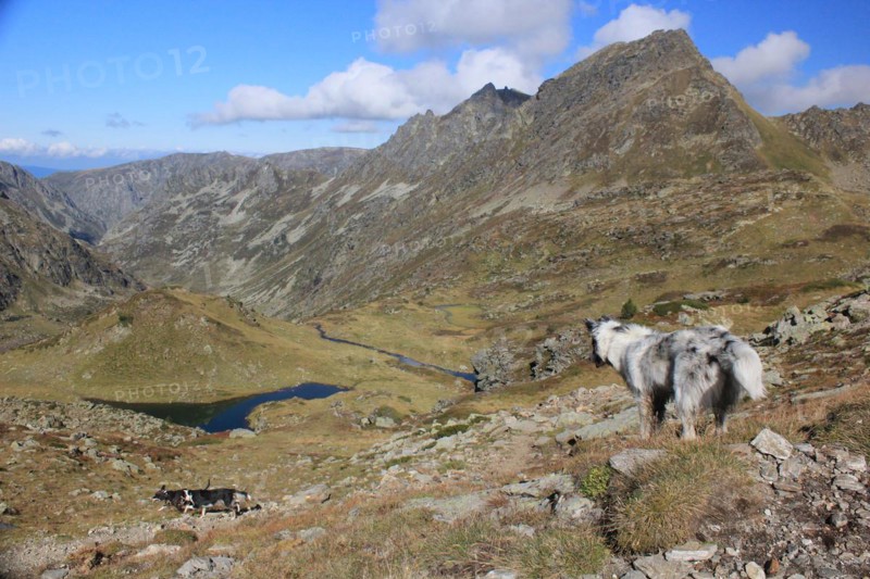 Dog overlooking a tranquil mountainous landscape with lakes and clouds, Amazing Dogs in the Nature