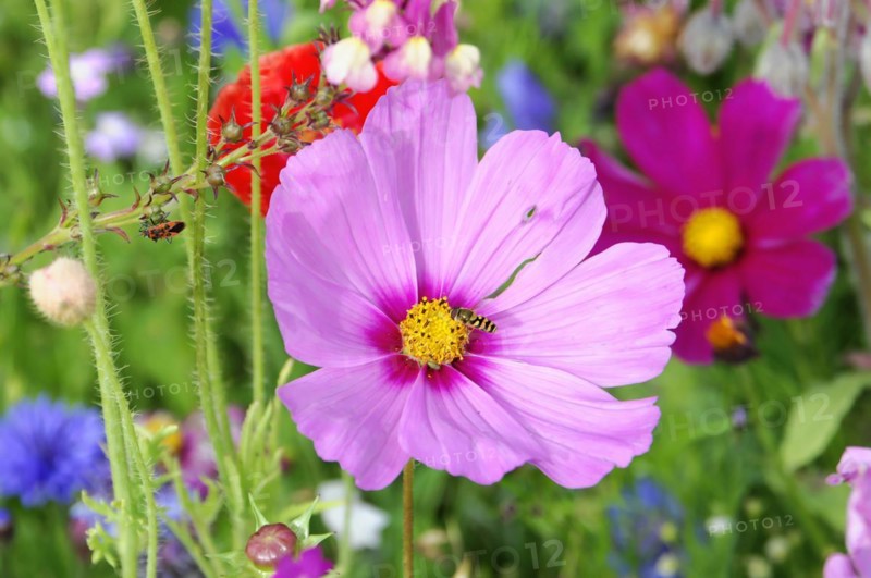 Close-up of a pink cosmea (Cosmea bipinnata), Cosmea, in front of a blurred green background, Stuttgart, Baden-Wuerttemberg, Germany, Europe
