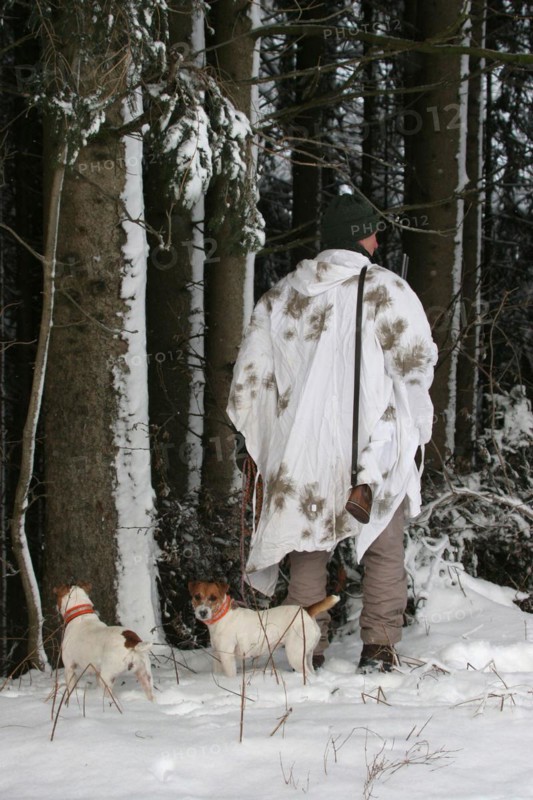 Hunter in winter with snow shirt and hunting dogs Jack Russell Terrier, Allgaeu, Bavaria, Germany, Europe