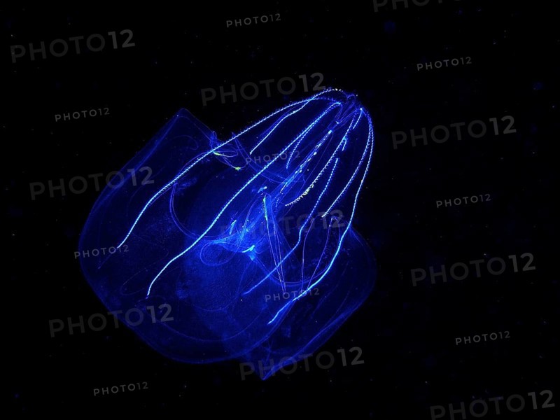 Lobed ribbed jellyfish (Leucothea multicornis), comb jellyfish, at night, dive site, Riviera Beach, Florida, USA, North America