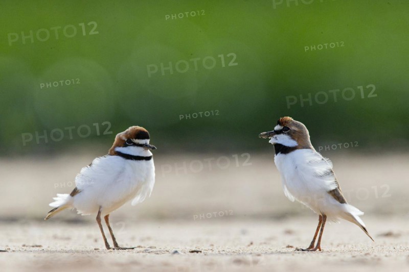 Slender-billed plover (Anarhynchus collaris) Pantanal Brazil