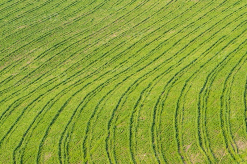 Traces on a cultivated area, Crete Senesi, Province of Siena, Tuscany, Italy, Europe