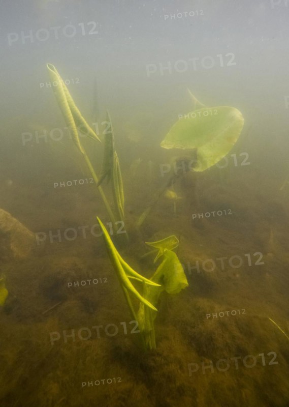 Yellow water-lilies (Nuphar lutea), water, Lower Austria