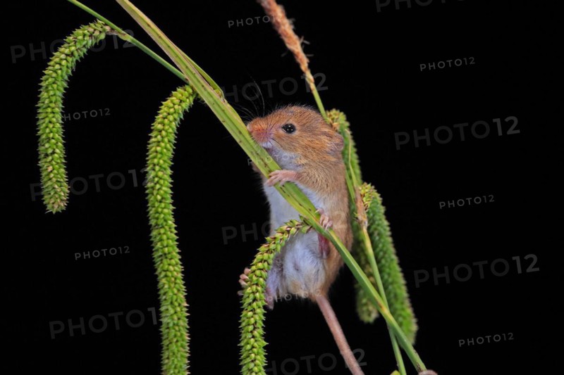 Eurasian harvest mouse (Micromys minutus), adult, on plant stalks, ears of corn, foraging, at night, Scotland, Great Britain