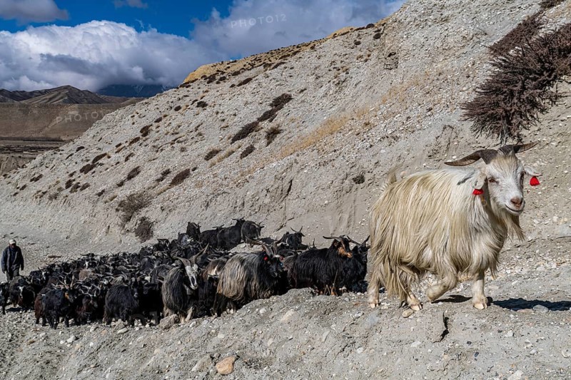 Mountain goats with their sheppard, Kingdom of Mustang, Nepal, Asia