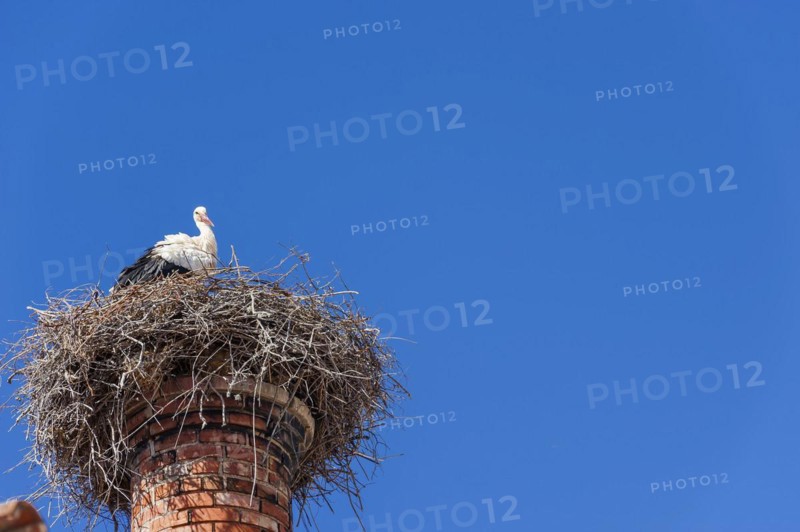 Stork with nest on a chimney, bird, bird's nest, nest, nest building, architecture, species protection, white stork, stork's nest, Adebar, rare, chimney, nesting place, fauna, animal photography, biology, wild animal, baby, offspring, symbol, symbolic, children, migratory bird, Silves, Algarve, Portugal, Europe