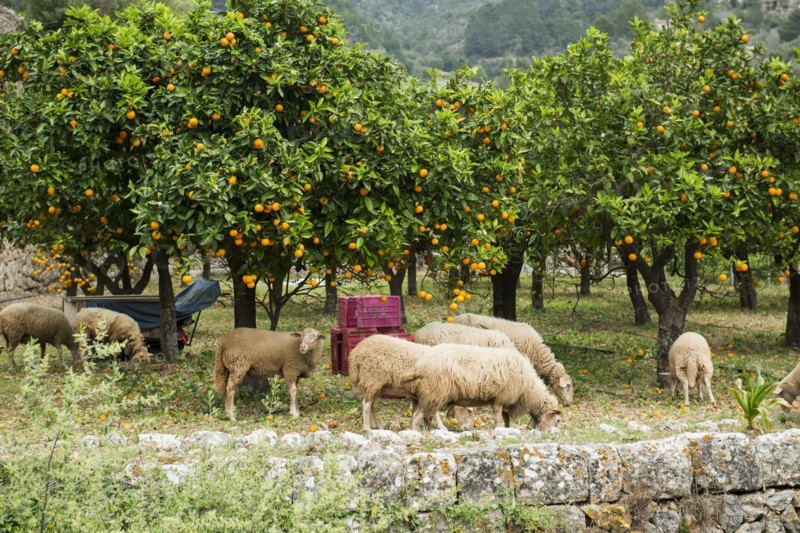 Citrus plantation and old stone wall, Fornalutx, Serra de Tramuntana, Majorca, Balearic Islands, Spain, Europe