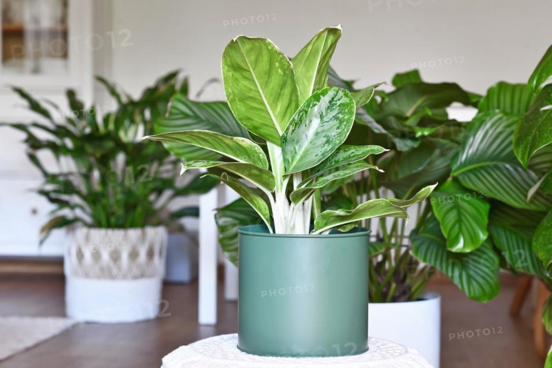 Potted tropical 'Aglaonema Royal Diamond' houseplant with silver pattern in livingr oom with many different houseplants in blurry background