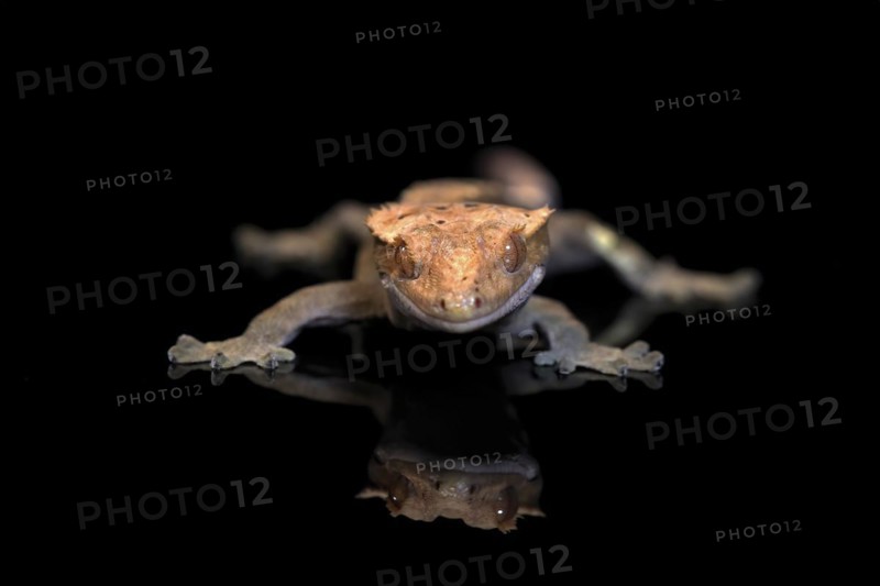 New Caledonian eyelash gecko (Correlophus ciliatus), adult, captive, New Caledonia, Oceania