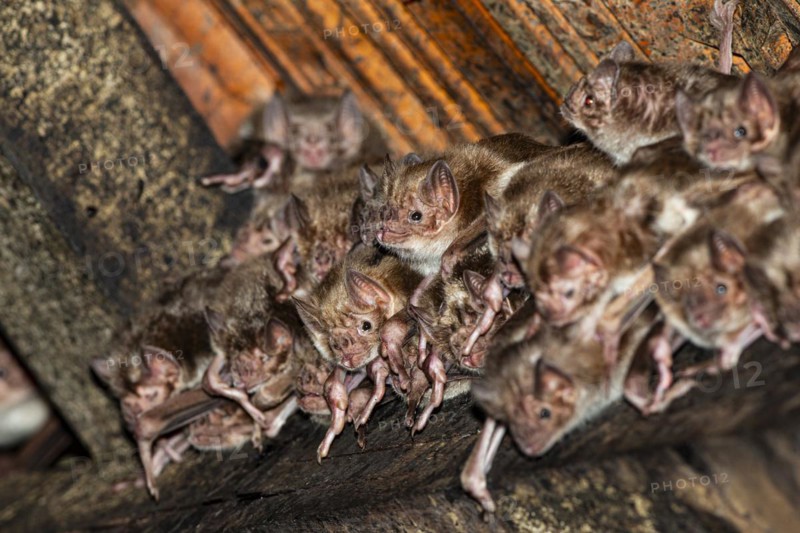 Common vampire bat (Desmodus rotundus) Pantanal Brazil
