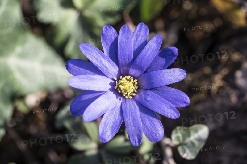 Grecian windflower (Anemone blanda), Speyer, Rhineland-Palatinate, Germany, Europe