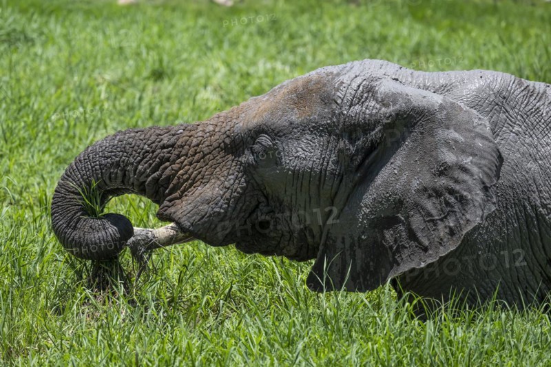 African elephant (Loxodonta africana), Madikwe Game Reserve, North West Province, South Africa, RSA, Africa