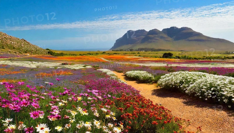 KI generated, The desert in Namaqualand blooms in August and September each year, Namibia, Africa