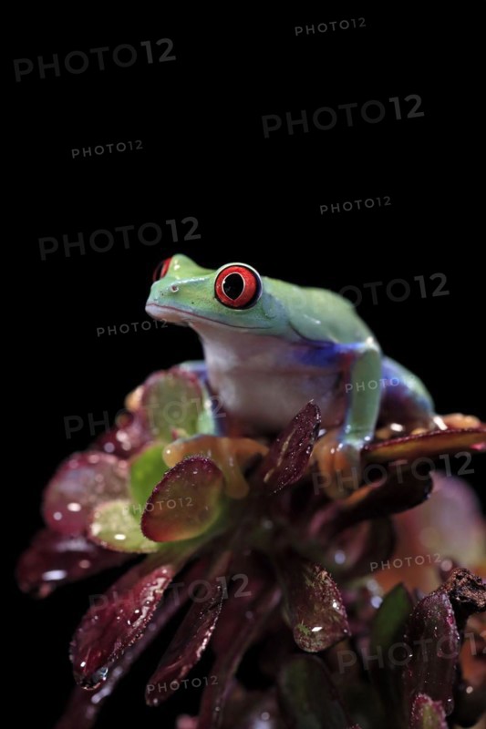 Red-eyed tree frog (Agalychnis callidryas), adult, on aeonium, captive, Central America