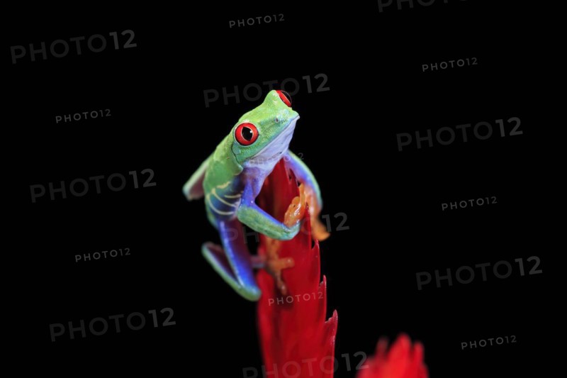 Red-eyed tree frog (Agalychnis callidryas), adult, on bromeliad, captive, Central America