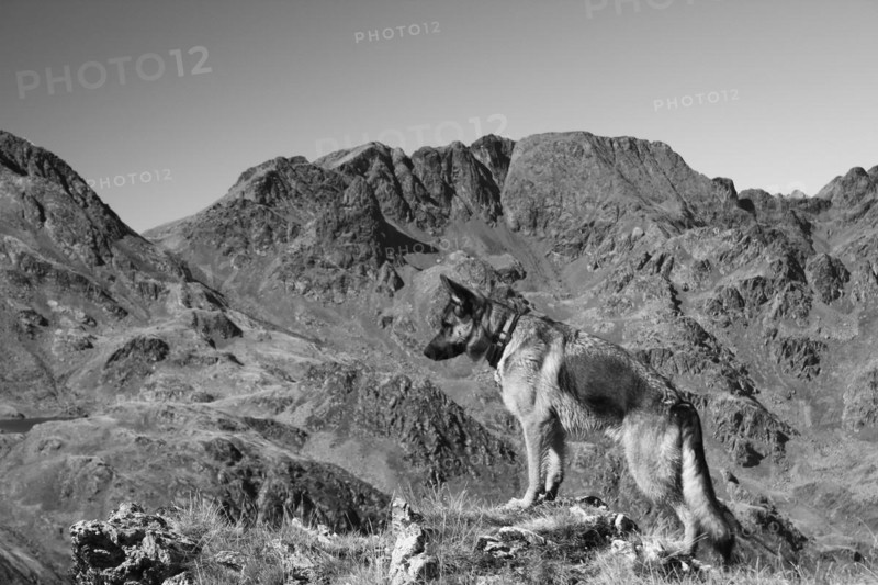 A dog looks out over a mountainous landscape in a black and white photo, Amazing Dogs in the Nature