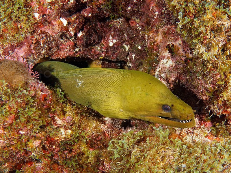 Green moray (Gymnothorax funebris), dive site John Pennekamp Coral Reef State Park, Key Largo, Florida Keys, Florida, USA, North America
