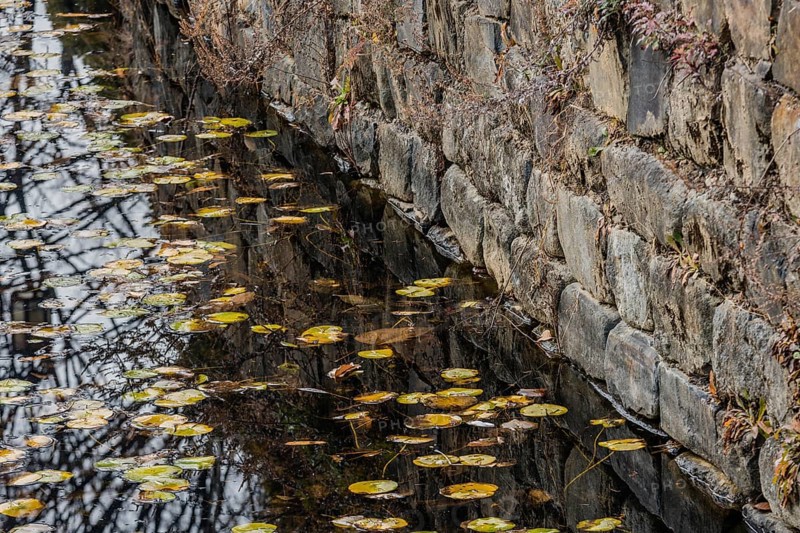 Calm water with lily pads reflecting a textured stone wall, in South Korea