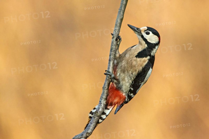 A woodpecker clings to a branch with a soft, blurred background, Dendrocopos Major