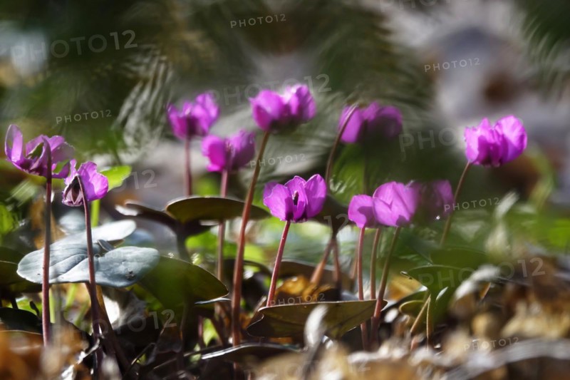 Wild cyclamen, February, Germany, Europe