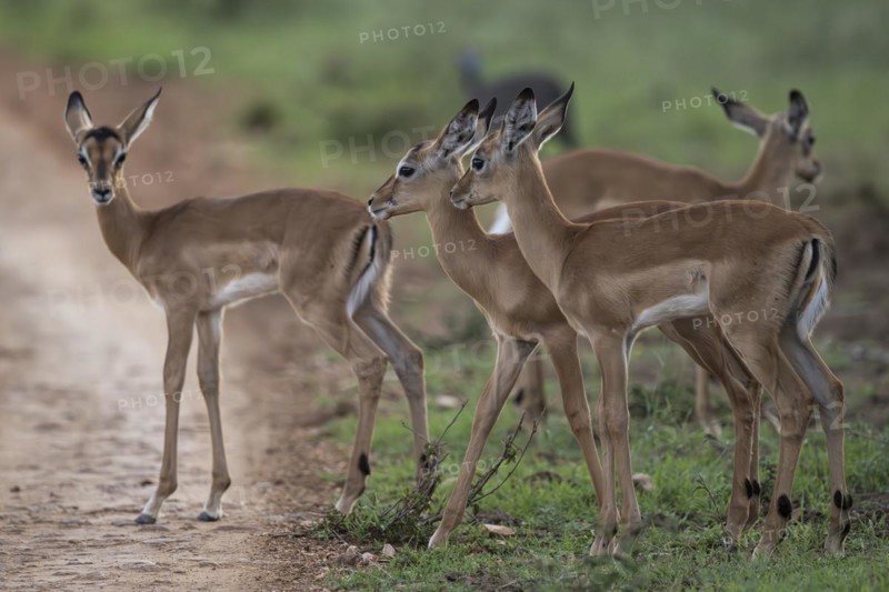 Black Heeler Antelope or Impala (Aepyceros melampus) herd with young, nursery, Madikwe Game Reserve, North West Province, South Africa, RSA, Africa
