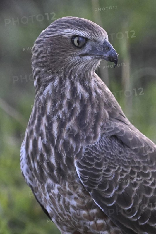 Silver Singing Goshawk, also known as the Great Singing Goshawk (Melierax canorus) Protective song covers half eye, juvenile, Madikwe Game Reserve, North West Province, South Africa, RSA, Africa